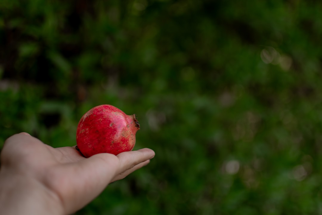 Photo Fresh fruit