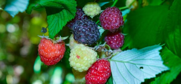 Photo Forest berries