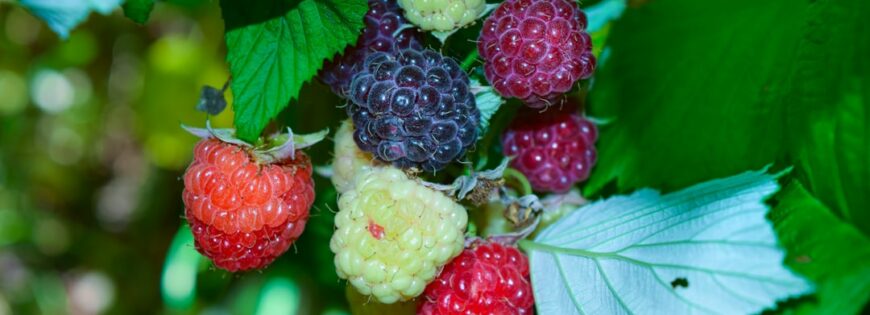 Photo Forest berries