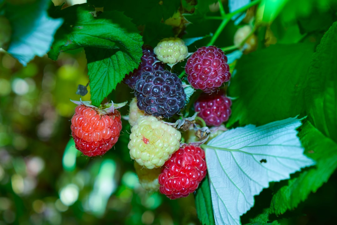 Photo Forest berries