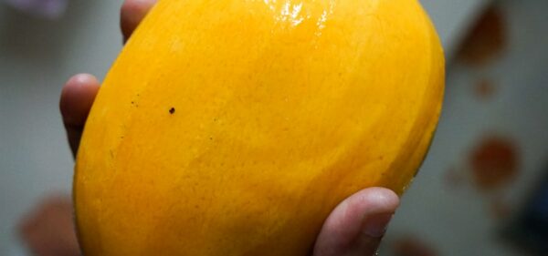 Photo Sliced employee mango