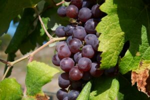 Photo Krojone winogrona pracownicze