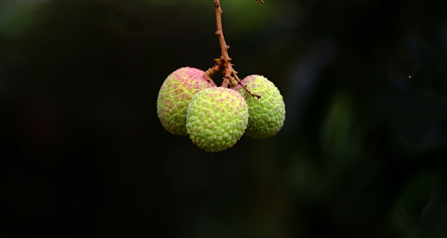 Photo Owoce na briefingi
Fruits for briefings